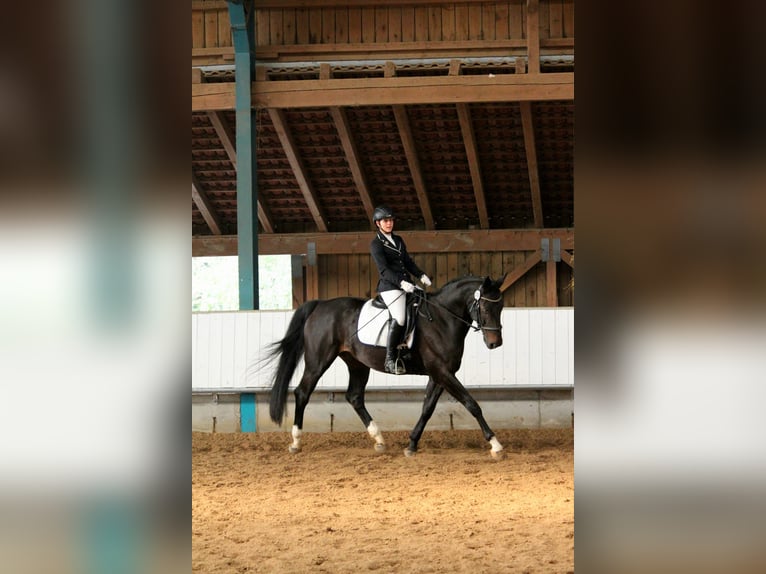 Caballo de Wurtemberg Caballo castrado 14 años Morcillo in Schw&#xE4;bisch Hall