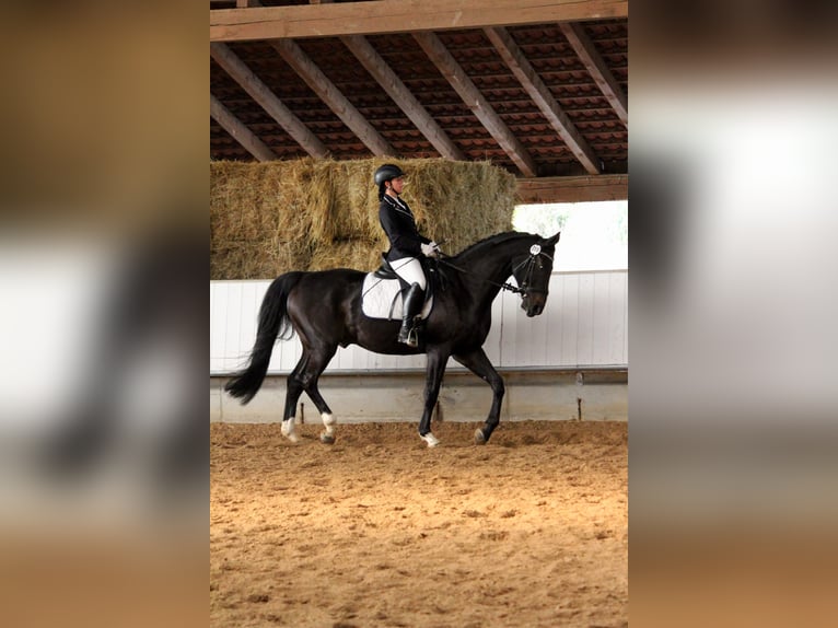 Caballo de Wurtemberg Caballo castrado 14 años Morcillo in Schw&#xE4;bisch Hall