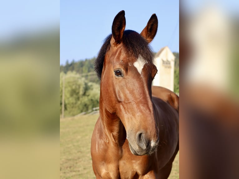 Caballo de Wurtemberg Mestizo Caballo castrado 15 años 163 cm Castaño in Zimmern ob Rottweil