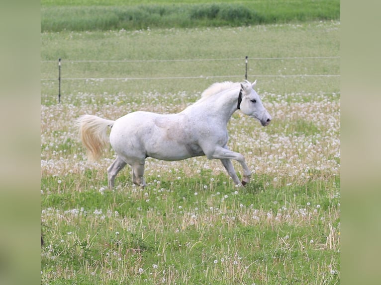 Caballo de Wurtemberg Caballo castrado 15 años 163 cm Tordo in Weil der Stadt