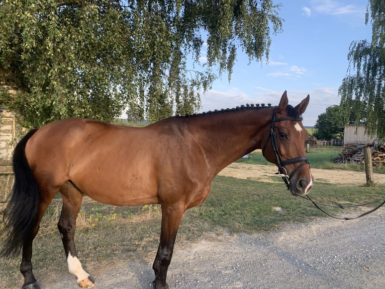 Caballo de Wurtemberg Caballo castrado 15 años 167 cm Castaño in Eppingen