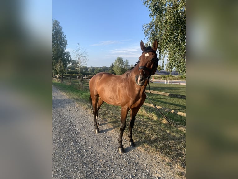 Caballo de Wurtemberg Caballo castrado 15 años 167 cm Castaño in Eppingen