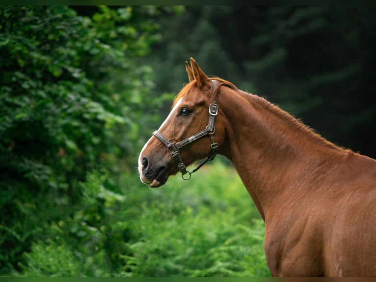 Caballo de Wurtemberg Caballo castrado 15 años 168 cm Alazán in Sch&#xF6;mberg