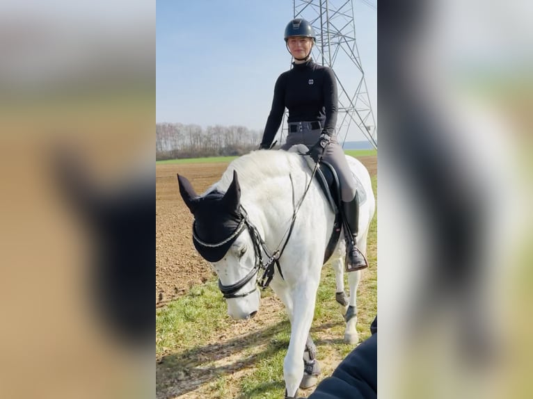 Caballo de Wurtemberg Caballo castrado 15 años 168 cm Tordo in Nidda