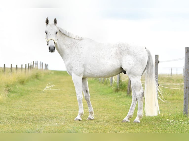 Caballo de Wurtemberg Caballo castrado 15 años 168 cm Tordo in Nidda