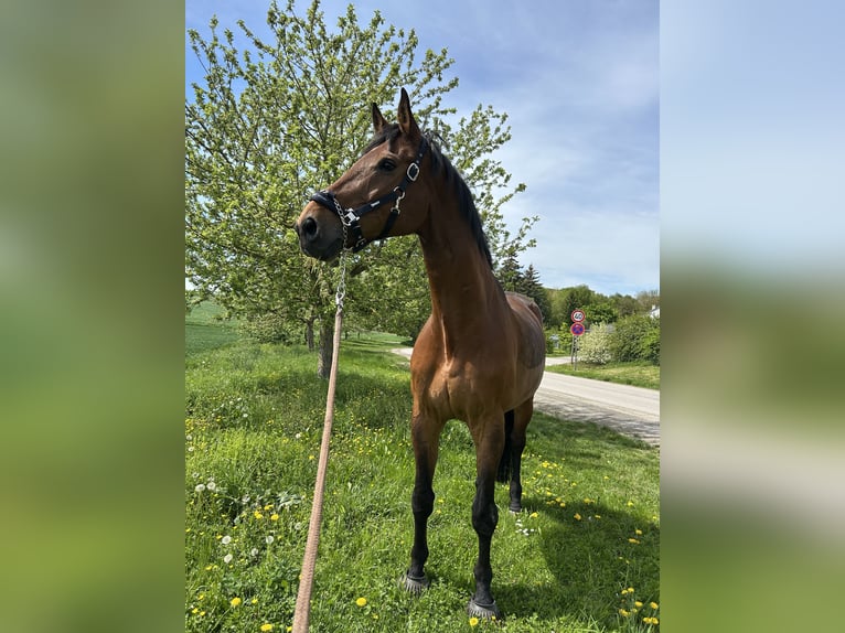 Caballo de Wurtemberg Caballo castrado 15 años 186 cm Castaño in Bruchsal