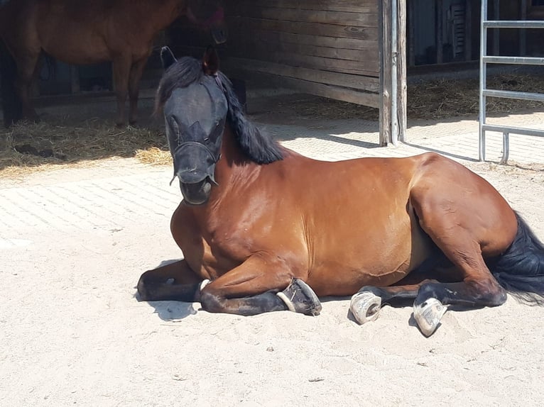 Caballo de Wurtemberg Caballo castrado 16 años 164 cm Castaño in Offenburg