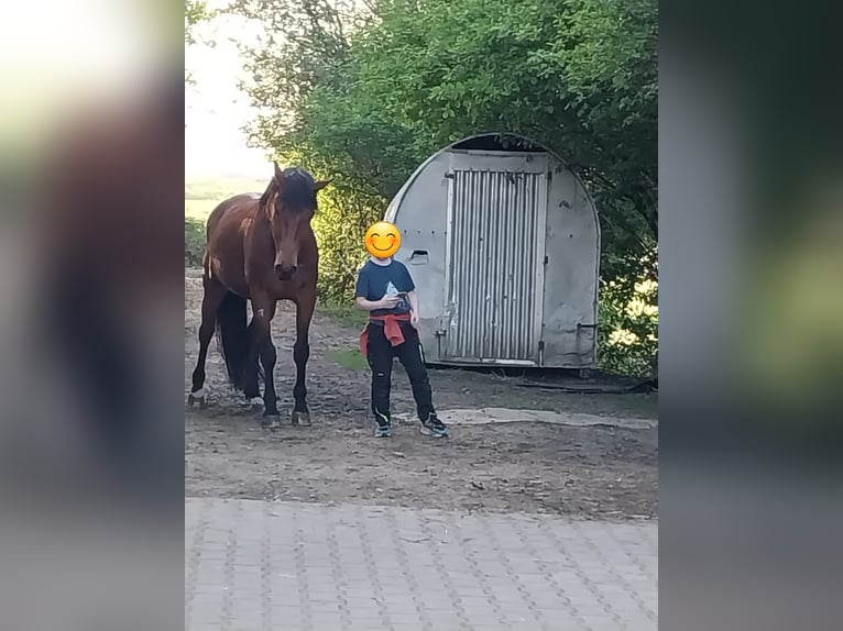 Caballo de Wurtemberg Caballo castrado 16 años 164 cm Castaño in Offenburg