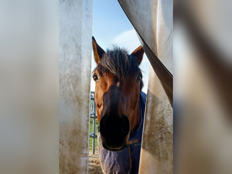 Caballo de Wurtemberg Caballo castrado 16 años 164 cm Castaño in Offenburg