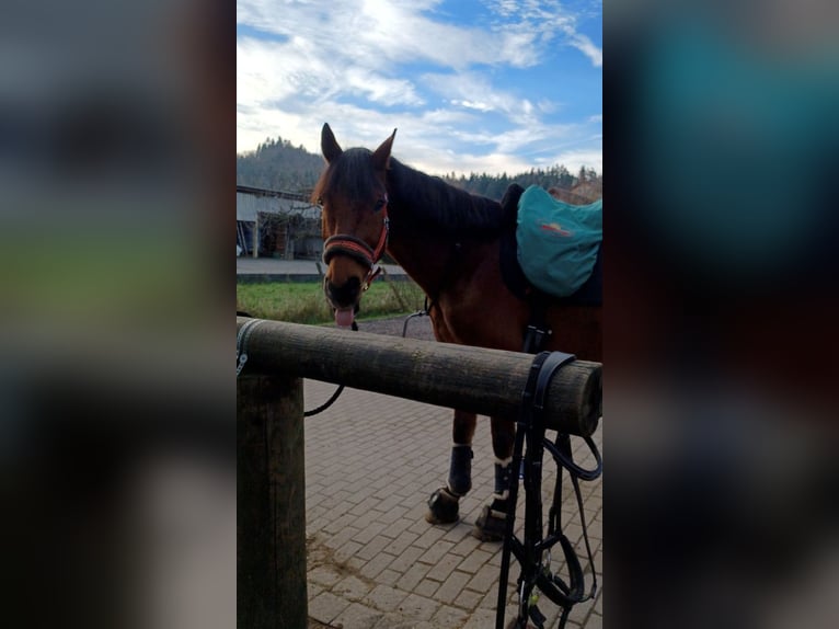 Caballo de Wurtemberg Caballo castrado 16 años 164 cm Castaño in Offenburg