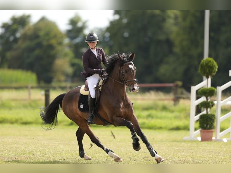 Caballo de Wurtemberg Caballo castrado 16 años 164 cm Castaño oscuro in Minden