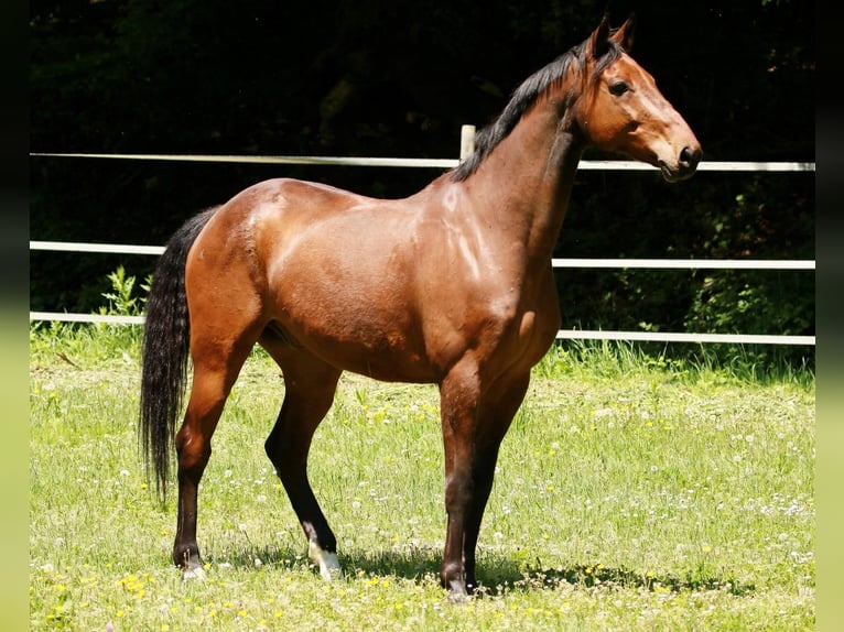 Caballo de Wurtemberg Caballo castrado 16 años 167 cm Castaño in Lauchringen