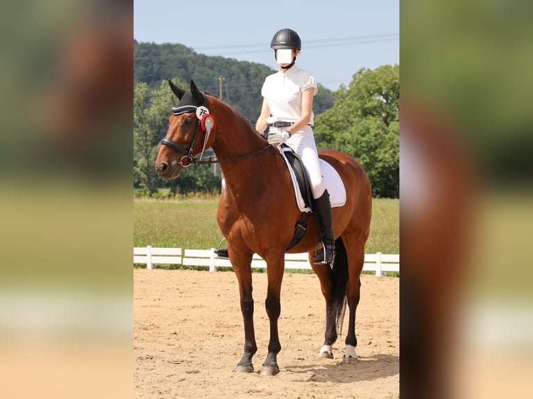 Caballo de Wurtemberg Caballo castrado 16 años 167 cm Castaño in Lauchringen