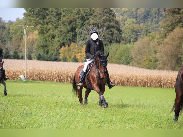 Caballo de Wurtemberg Caballo castrado 16 años 167 cm Castaño in Lauchringen