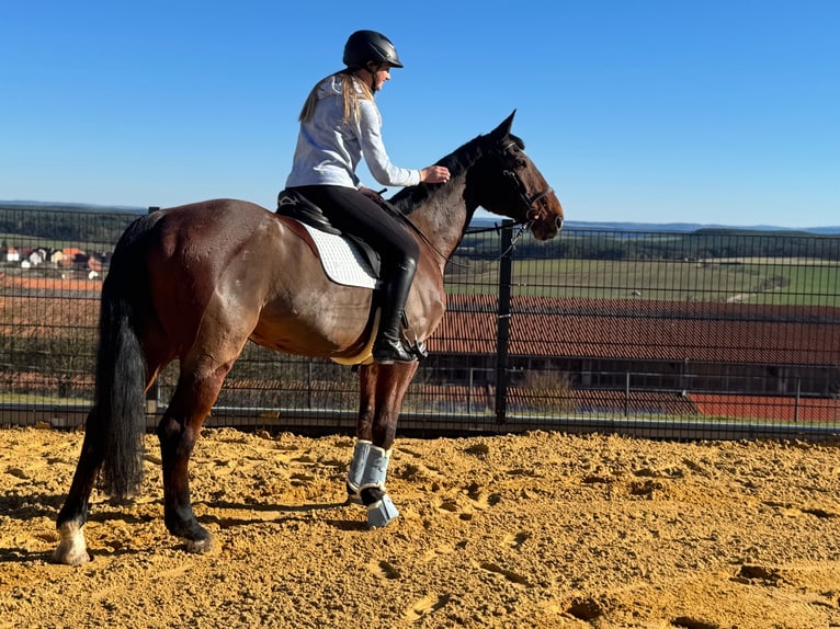 Caballo de Wurtemberg Caballo castrado 16 años 168 cm Castaño in Uhlstädt Kirchhasel