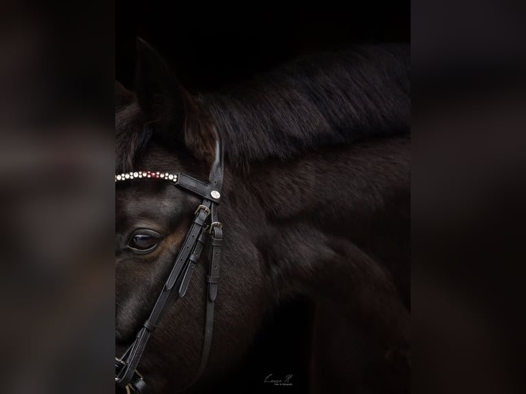 Caballo de Wurtemberg Caballo castrado 16 años 168 cm Castaño oscuro in Pfullingen