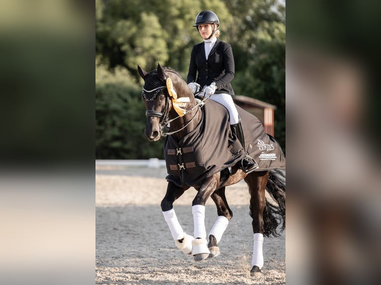 Caballo de Wurtemberg Caballo castrado 16 años 168 cm Negro in Griesheim