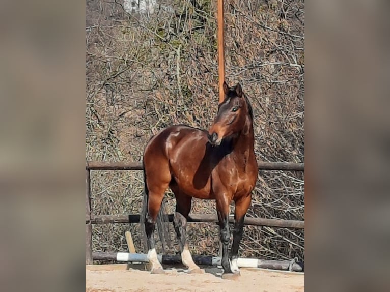 Caballo de Wurtemberg Caballo castrado 16 años 172 cm Castaño in Konstanz