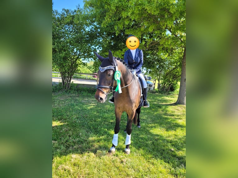 Caballo de Wurtemberg Caballo castrado 16 años 175 cm Castaño in Wernau