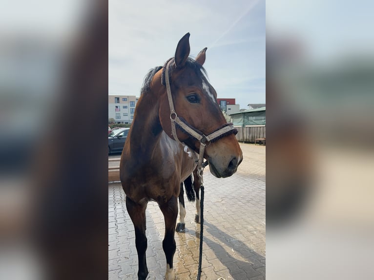 Caballo de Wurtemberg Caballo castrado 16 años 176 cm  in BiebergemündB