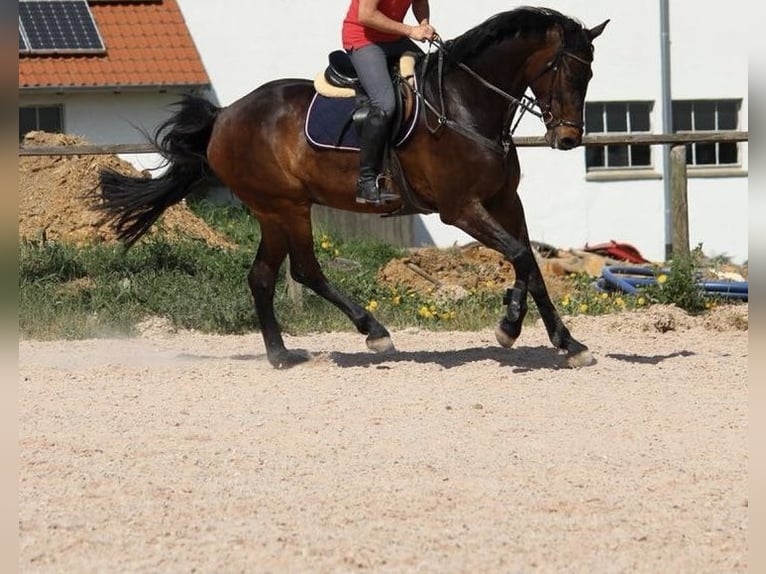 Caballo de Wurtemberg Caballo castrado 16 años 178 cm Castaño in Rheinm&#xFC;nster