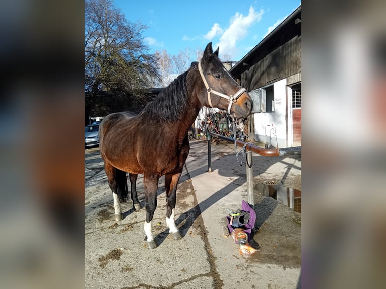 Caballo de Wurtemberg Caballo castrado 17 años 160 cm Castaño oscuro in Köngen