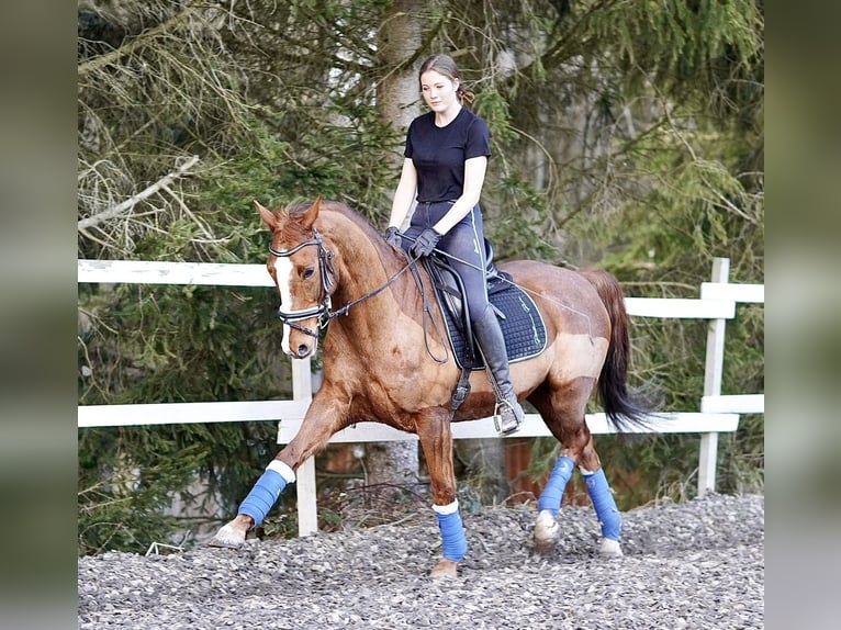 Caballo de Wurtemberg Caballo castrado 17 años 165 cm Alazán in Althütte