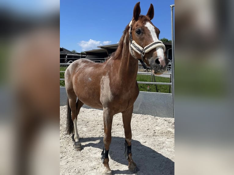 Caballo de Wurtemberg Caballo castrado 17 años 165 cm Alazán in Althütte