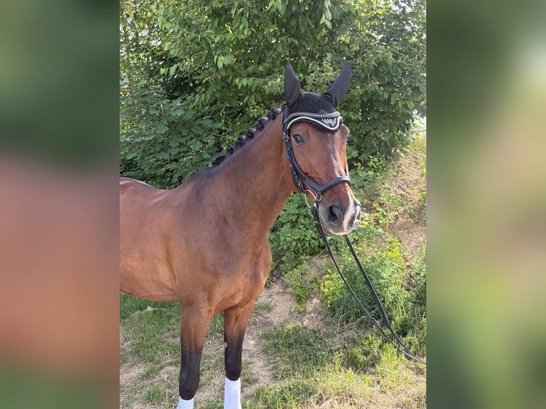 Caballo de Wurtemberg Caballo castrado 17 años 167 cm Castaño in Eppingen