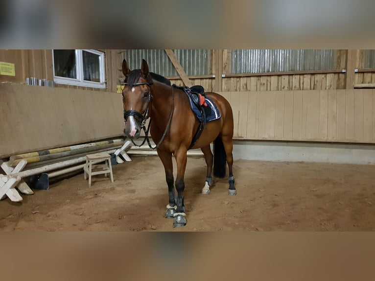 Caballo de Wurtemberg Caballo castrado 17 años 172 cm Castaño in Aalen