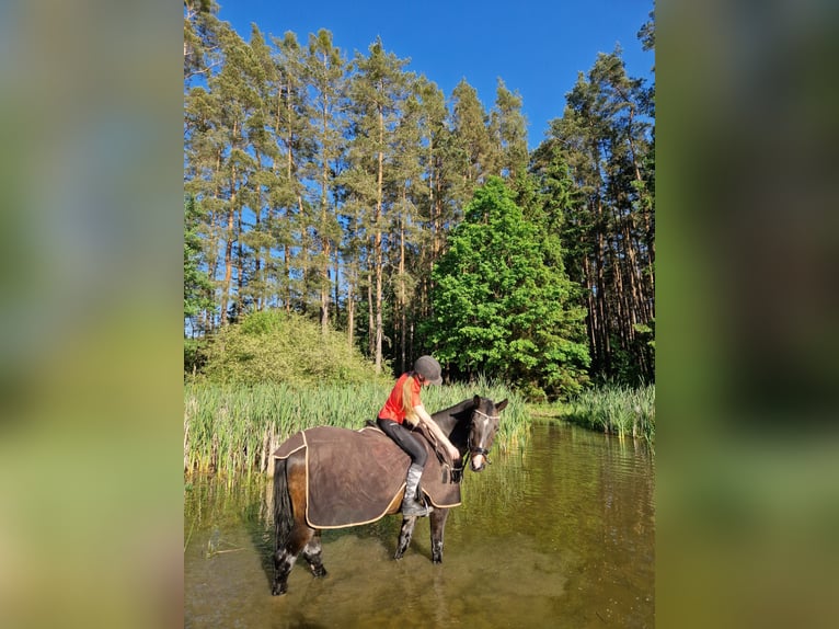 Caballo de Wurtemberg Caballo castrado 18 años 165 cm Castaño oscuro in Abenberg