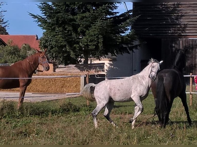 Caballo de Wurtemberg Caballo castrado 18 años 167 cm Morcillo in Stödtlen