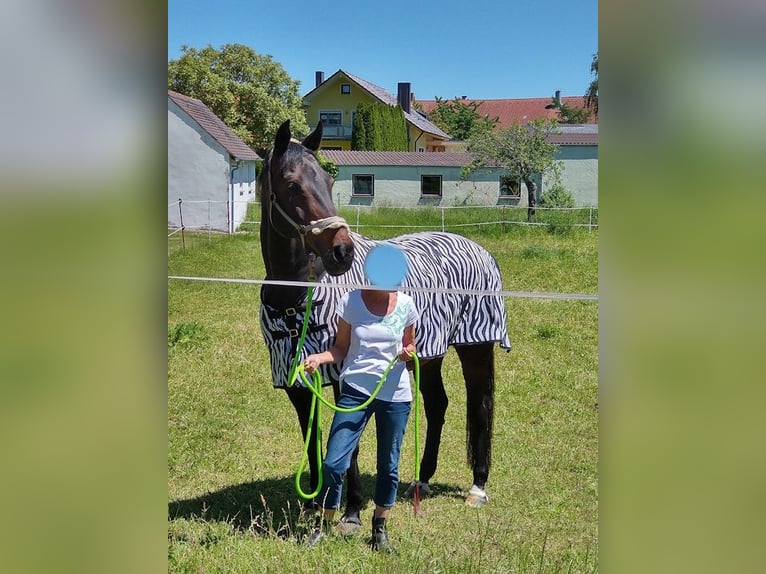 Caballo de Wurtemberg Caballo castrado 18 años 167 cm Morcillo in Stödtlen