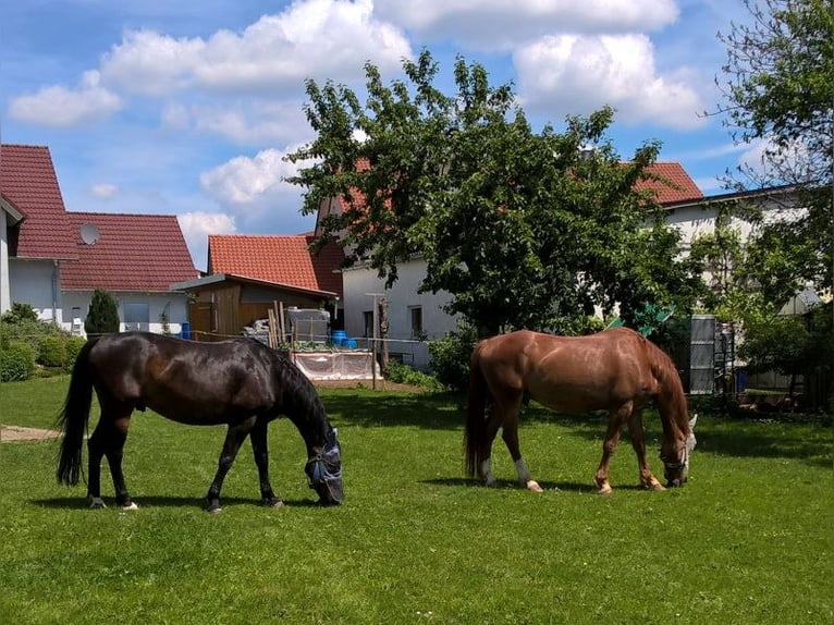 Caballo de Wurtemberg Caballo castrado 18 años 167 cm Morcillo in Stödtlen