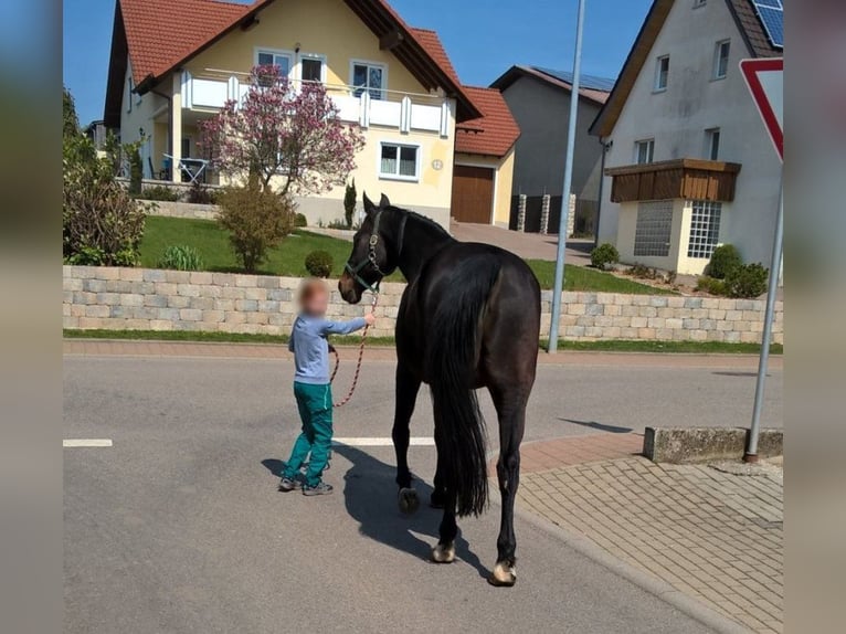 Caballo de Wurtemberg Caballo castrado 18 años 167 cm Morcillo in Stödtlen