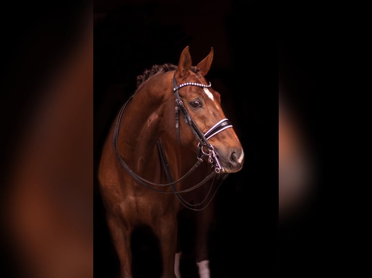 Caballo de Wurtemberg Caballo castrado 18 años 175 cm Alazán-tostado in Erharting