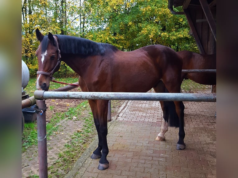 Caballo de Wurtemberg Caballo castrado 18 años 180 cm Castaño oscuro in Sachsenheim