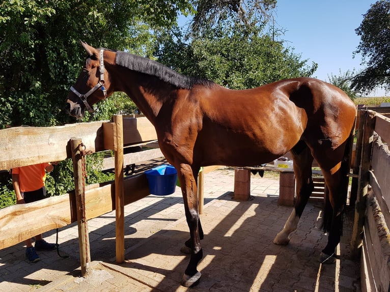 Caballo de Wurtemberg Caballo castrado 18 años 180 cm Castaño oscuro in Sachsenheim