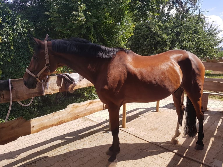 Caballo de Wurtemberg Caballo castrado 18 años 180 cm Castaño oscuro in Sachsenheim