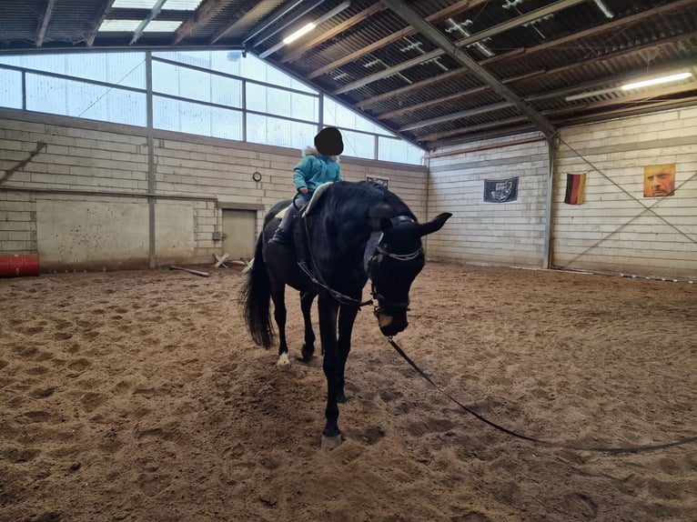 Caballo de Wurtemberg Caballo castrado 19 años 173 cm Castaño in Lorsch