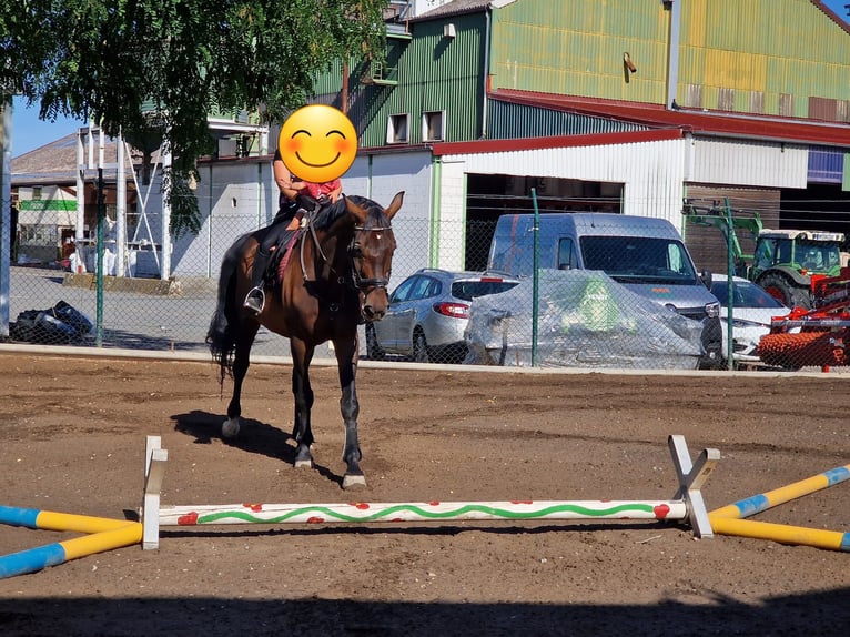 Caballo de Wurtemberg Caballo castrado 19 años 173 cm Castaño in Lorsch