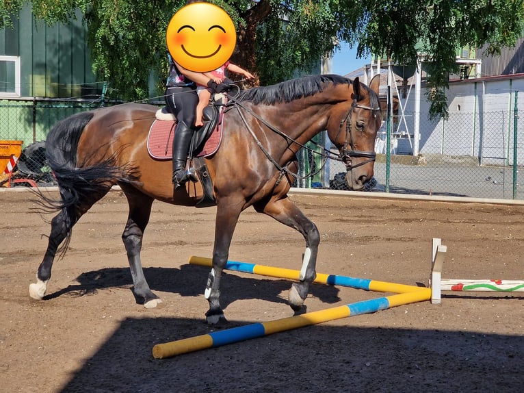 Caballo de Wurtemberg Caballo castrado 19 años 173 cm Castaño in Lorsch