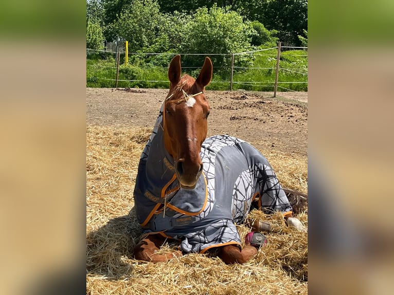 Caballo de Wurtemberg Caballo castrado 21 años 170 cm Alazán in LichtenbergLichtenberg