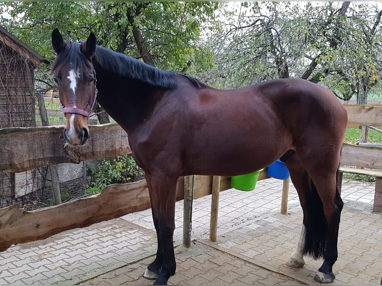 Caballo de Wurtemberg Caballo castrado 21 años 180 cm Castaño oscuro in Sachsenheim