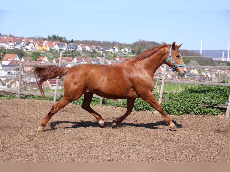 Caballo de Wurtemberg Caballo castrado 22 años in Denkendorf