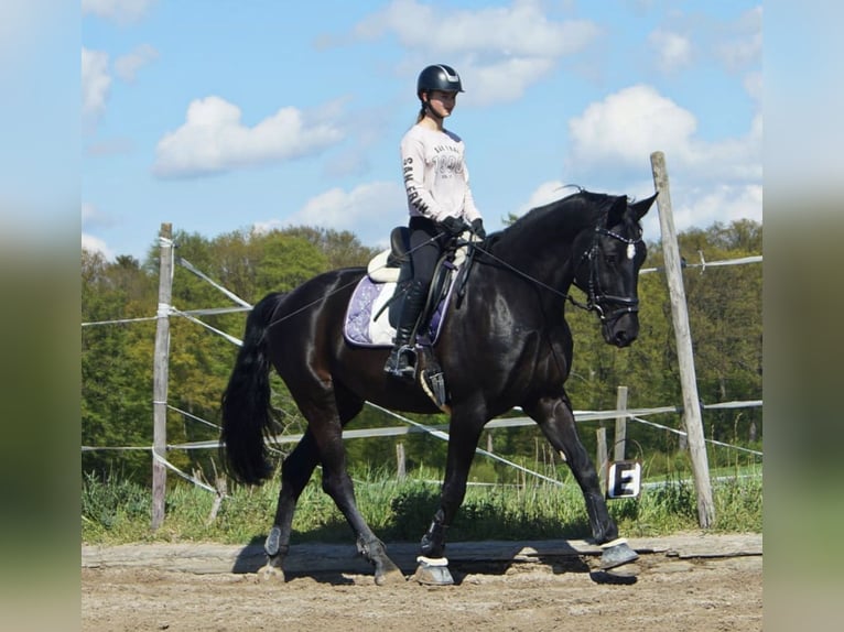 Caballo de Wurtemberg Caballo castrado 22 años Negro in Gemmrigheim