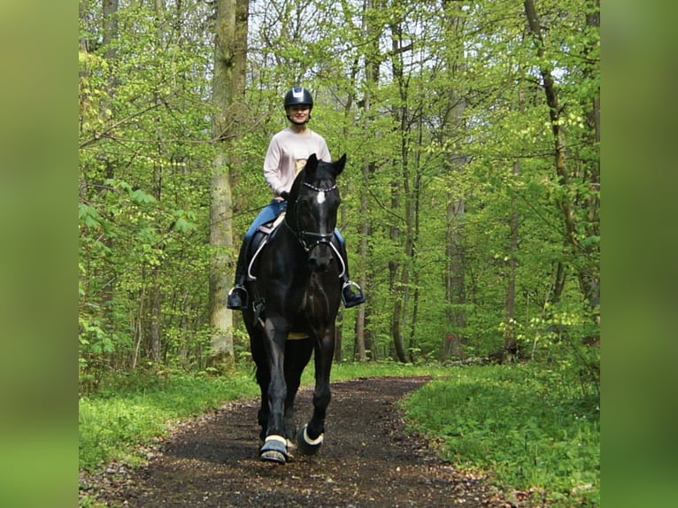 Caballo de Wurtemberg Caballo castrado 22 años Negro in Gemmrigheim