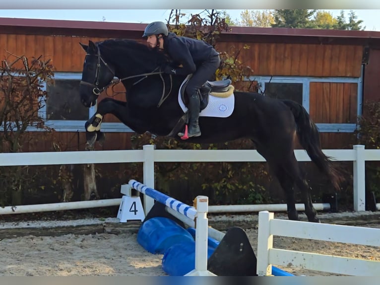 Caballo de Wurtemberg Caballo castrado 3 años 170 cm Morcillo in Schwäbisch Gmünd