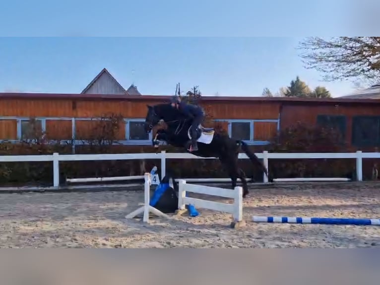 Caballo de Wurtemberg Caballo castrado 3 años 170 cm Morcillo in Schwäbisch Gmünd