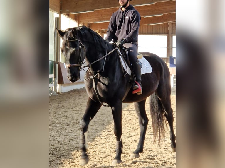 Caballo de Wurtemberg Caballo castrado 3 años 170 cm Morcillo in Schwäbisch Gmünd